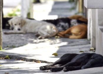 Piden autoridades evitar regalar mascotas en celebraciones decembrinas y Día de Reyes