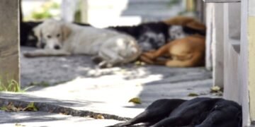 Piden autoridades evitar regalar mascotas en celebraciones decembrinas y Día de Reyes