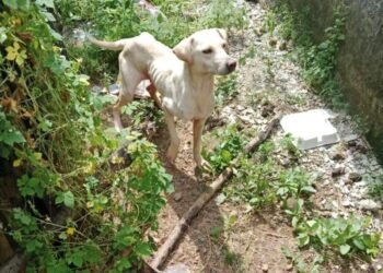 Maltrato Animal, Quintana Roo