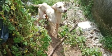 Maltrato Animal, Quintana Roo