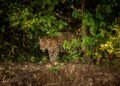 Esperanza para el jaguar: detectan hembra en Mahahual y abren posibilidad de reproducción