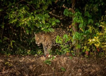 Esperanza para el jaguar: detectan hembra en Mahahual y abren posibilidad de reproducción