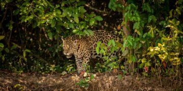 Esperanza para el jaguar: detectan hembra en Mahahual y abren posibilidad de reproducción
