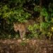 Esperanza para el jaguar: detectan hembra en Mahahual y abren posibilidad de reproducción