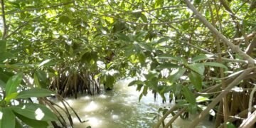 Proyecto de reproducción y cultivo de manglar para la Bahía de Chetumal avanza exitosamente