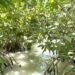 Proyecto de reproducción y cultivo de manglar para la Bahía de Chetumal avanza exitosamente