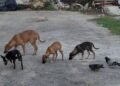 En el abandono 40 mil perros en Chetumal, darán mayor atención desde el Congreso