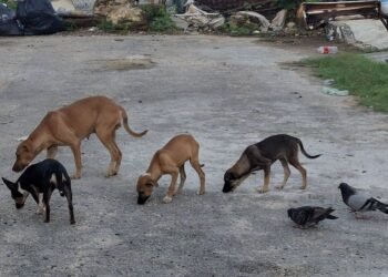 En el abandono 40 mil perros en Chetumal, darán mayor atención desde el Congreso