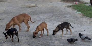 En el abandono 40 mil perros en Chetumal, darán mayor atención desde el Congreso