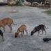En el abandono 40 mil perros en Chetumal, darán mayor atención desde el Congreso