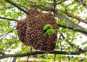 Alto riesgo de ataques de abeja africana por enjambres peligrosos en la Ribera del Río Hondo
