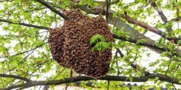 Alto riesgo de ataques de abeja africana por enjambres peligrosos en la Ribera del Río Hondo
