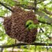 Alto riesgo de ataques de abeja africana por enjambres peligrosos en la Ribera del Río Hondo