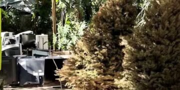 ¡No abandones tu pino! Conviértelo en vida para reforestar Chetumal