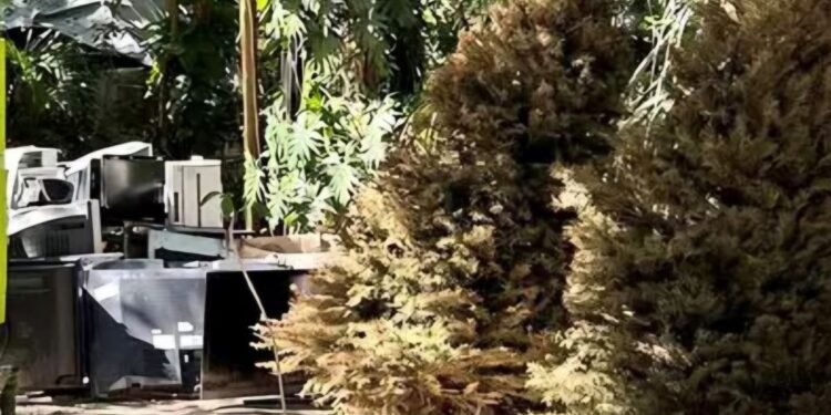 ¡No abandones tu pino! Conviértelo en vida para reforestar Chetumal