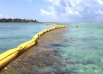 No dejarán que el sargazo arribe a Mahahual, ponen trampas con barreras y buques