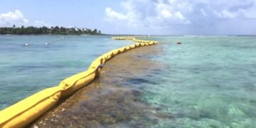 No dejarán que el sargazo arribe a Mahahual, ponen trampas con barreras y buques