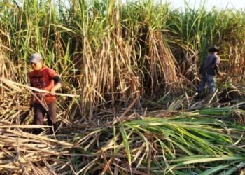 Arranca dulce la zafra: KARBE despierta la esperanza cañera