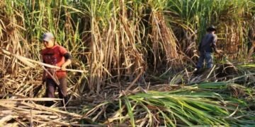 Arranca dulce la zafra: KARBE despierta la esperanza cañera