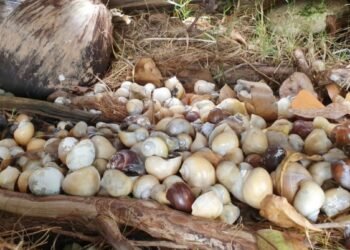 No más sopa de caracol: buscan salvar a la chivita, guardiana del azul de Bacalar