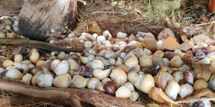 No más sopa de caracol: buscan salvar a la chivita, guardiana del azul de Bacalar