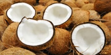 Quintana Roo transforma cáscara de coco en solución ambiental