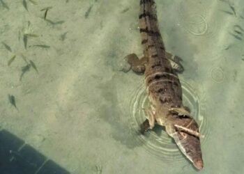 Guardianes Comunitarios llaman a proteger al Cocodrilo Moreletii, luego de avistamiento