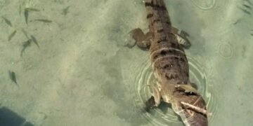 Guardianes Comunitarios llaman a proteger al Cocodrilo Moreletii, luego de avistamiento