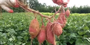 Campesinos del sur suman a sus cultivos la siembra de jícama y camote