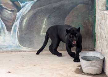 ¡La gente sigue teniendo animales exóticos en sus casas! Con esto se encontró Profepa en Querétaro