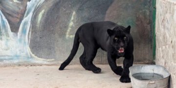 ¡La gente sigue teniendo animales exóticos en sus casas! Con esto se encontró Profepa en Querétaro