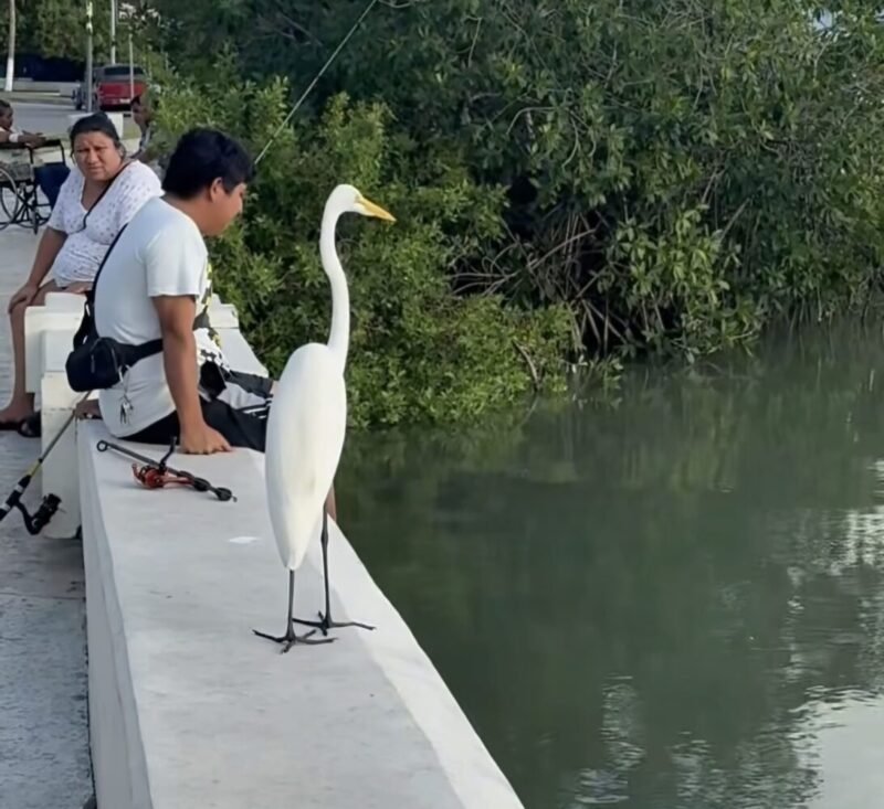 Chetumal, refugio de paso para miles de aves que huyen del frío