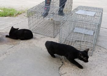 Mercados de Chetumal refuerzan medidas de higiene tras visitas felinas