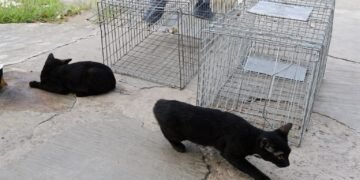 Mercados de Chetumal refuerzan medidas de higiene tras visitas felinas