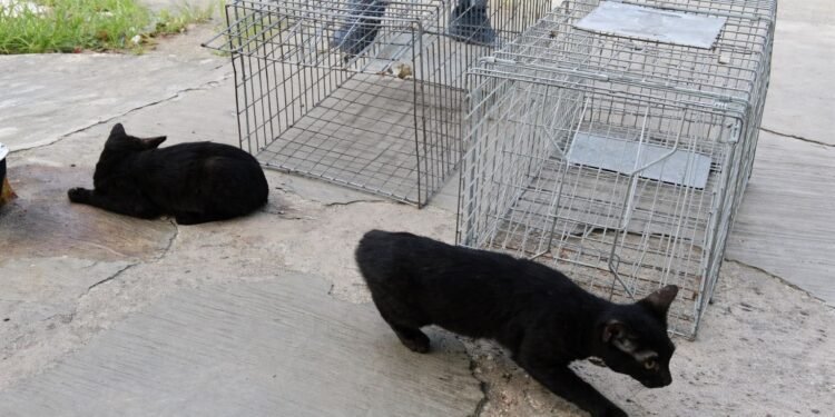 Mercados de Chetumal refuerzan medidas de higiene tras visitas felinas