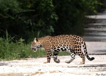 Megaproyectos en Mahahual acechan el hábitat del jaguar, proponen zona de protección