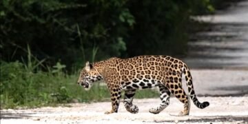 Megaproyectos en Mahahual acechan el hábitat del jaguar, proponen zona de protección