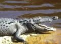 Conoce a “Larry”, el cocodrilo moreletti embajador de Chetumal que tiene hasta souvenirs