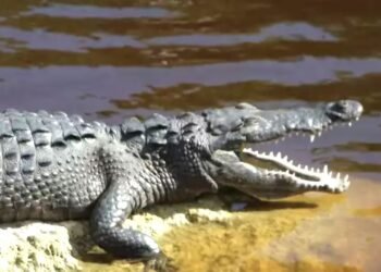 Conoce a “Larry”, el cocodrilo moreletti embajador de Chetumal que tiene hasta souvenirs