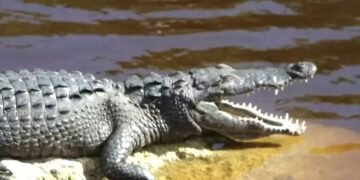 Conoce a “Larry”, el cocodrilo moreletti embajador de Chetumal que tiene hasta souvenirs