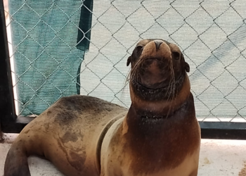 Vuelve al océano: liberan a loba marina tras su recuperación en Sonora