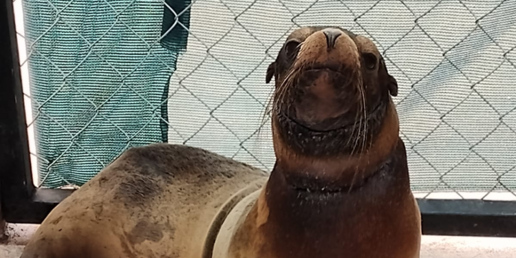 Vuelve al océano: liberan a loba marina tras su recuperación en Sonora
