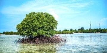 Meten freno legal a Perfect Day en Mahahual por riesgo de impacto ambiental