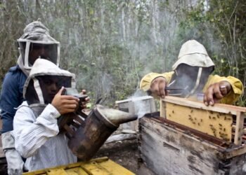 Dulce como la miel, el apiturismo se consolida en Quintana Roo