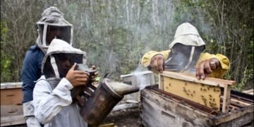 Dulce como la miel, el apiturismo se consolida en Quintana Roo