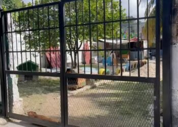 En la calle más de 40 mil perros en Chetumal: CAC opera rebasado y sin capacidad de respuesta