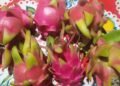 Pitaya, Producción