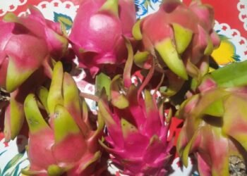 Pitaya, Producción