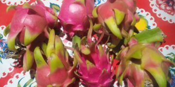 Pitaya, Producción