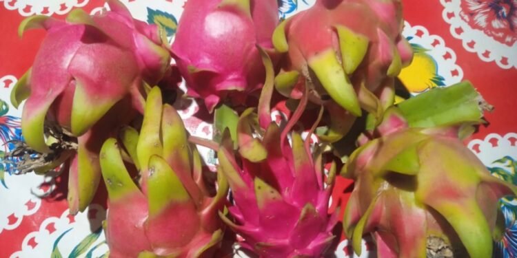 Pitaya, Producción